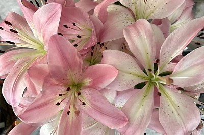 Flores azucenas