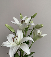 Flores azucenas Blancas