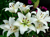 fotos sacadas del sitio web https://www.plantasmania.com/azucenas-flores/