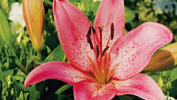 https://enviocoronas.com/blog/lirios-azucenas-o-flor-de-lis/